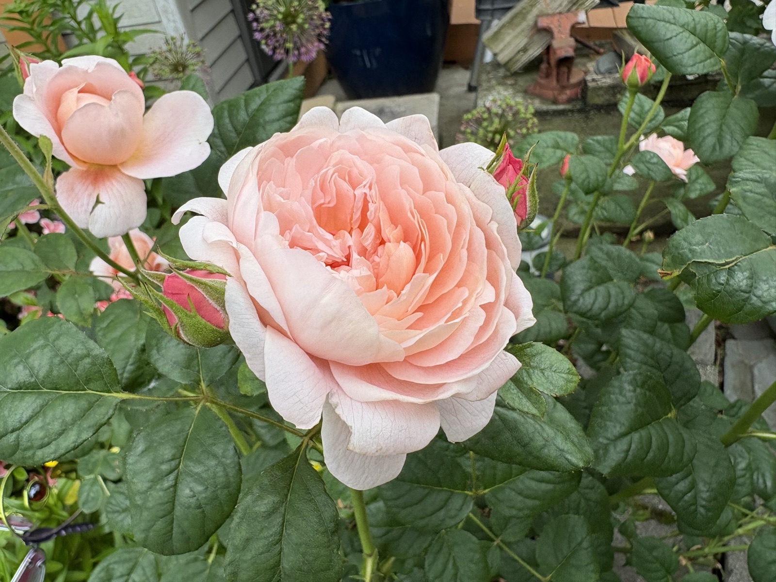 Large apricot-pink English rose with deeply cupped petals, dark red buds beside it