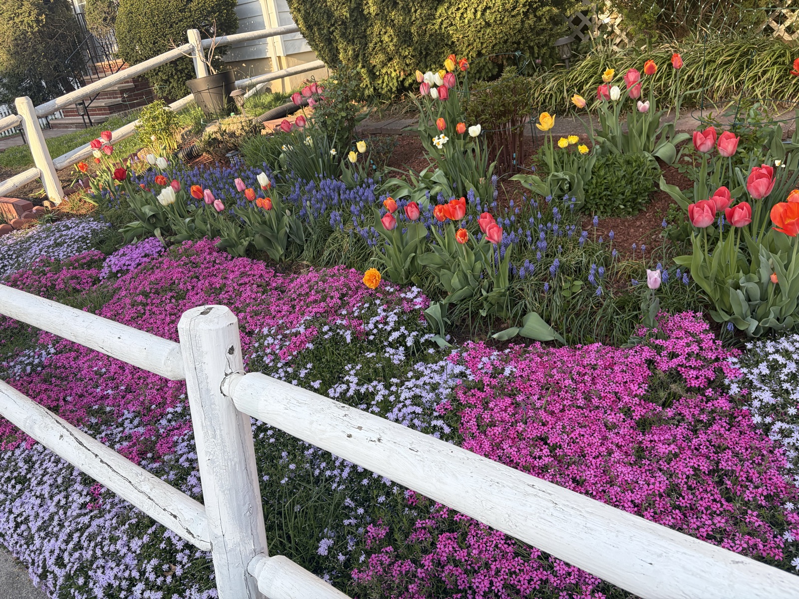 Front border along a white rail fence completely covered in pink, magenta, and lavender creeping phlox with tulips and grape hyacinth behind